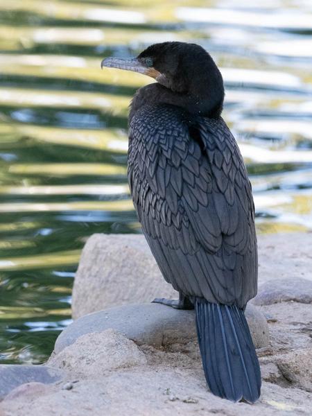 <h3><a href="/trips/Tucson_2023/biota/animalia/chordata/aves/016 suliformes/003 phalacrocoracidae/phalacrocorax brasilianus/phalacrocorax brasilianus-nl.html">Phalacrocorax&nbsp;brasilianus</a> / Neotropic&nbsp;cormorant / Bigua‑aalscholver</h3>OM-1 met OLYMPUS M.300mm F4.0, 1/2000 sec  bij F6.3, ISO 10000, afstand 8.09&nbsp;m
